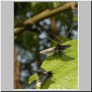 Adela reaumurella - Langhornmotte 02.jpg